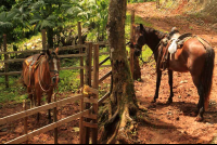 bijagual tour horses 
 - Costa Rica