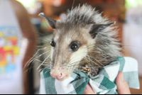 Sibu Sanctuary Porcupine
 - Costa Rica