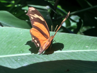 Orange Brown Butterfly
 - Costa Rica