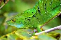 green basilisk basiliscus plumifrons tortuguero 
 - Costa Rica