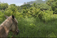 horse overlooking puntaislita 
 - Costa Rica