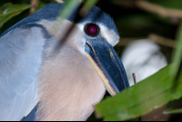 boat billed heron tortuguero 
 - Costa Rica