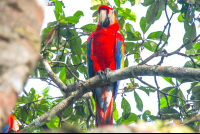 Macaw Standing San Pedrillo Station Corcovado
 - Costa Rica