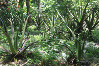 tierra y fuego plants 
 - Costa Rica