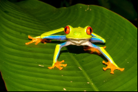 Red Eye Green Tree Frog Tortuguero  Edit
 - Costa Rica