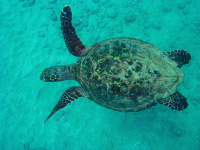 Hawksbill Turtle Swimming Cano Island
 - Costa Rica