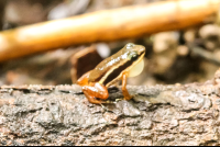 Rocket Frog On A Tree San Pedrillo Ranger Station Corcovado
 - Costa Rica