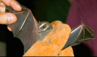 False Vampire Bat Tirimbina Bat Program
 - Costa Rica