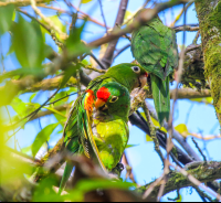 Parrot Family On Tree Finca Kobo Chocolate Tour
 - Costa Rica