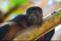 Howler Monkey Face Nosara Reserve  Edit
 - Costa Rica