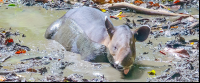 Tapir Soaking On The Mud At The Sirena Ranger Station
 - Costa Rica