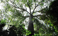 carara national park kapok tree 
 - Costa Rica