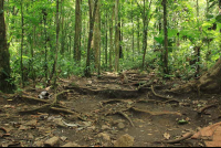 tenorio national park roots 
 - Costa Rica