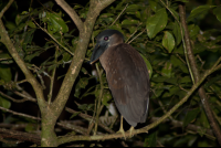 Boat Billed Heron Tortuguero
 - Costa Rica