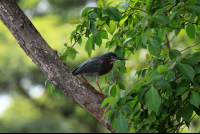 crocodile safari tour green heron 
 - Costa Rica