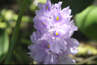 jasmine flowers floating 
 - Costa Rica