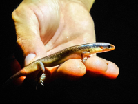 Salamander Caletas Night Hike
 - Costa Rica