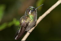 Hummingbird Perched On A Branch Monteverde
 - Costa Rica