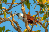 Montezuma Bird
 - Costa Rica