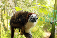 kids saving the rainforest attraction tamarin 
 - Costa Rica