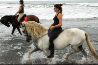 jungle beach horseback tour riding along the beach 
 - Costa Rica