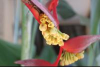 tropical flower costa coral 
 - Costa Rica