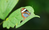 pocosol glass wing butterfly 
 - Costa Rica