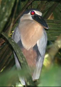 Bird Boat Billed Heron Barra Del Colorado
 - Costa Rica