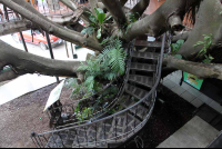 treehouse winding staircase 
 - Costa Rica