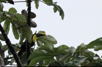 pocosol station chestnut mandible toucan 
 - Costa Rica