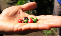 monteverde coffee farm ripe unripe beans 
 - Costa Rica