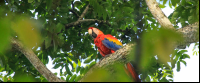 carara national park scarlet macaw 
 - Costa Rica