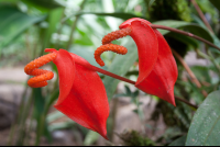 flower waterfallgardens 
 - Costa Rica