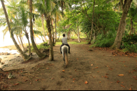 terraventuras beach horseback ride under the trees 
 - Costa Rica