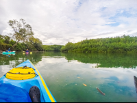 Kayaking Entering Platanares Mangroves In Puerto Jimenez
 - Costa Rica