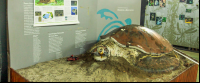 sea turtle conservancy diorama 
 - Costa Rica