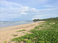 Guiones With Greenery
 - Costa Rica