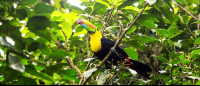 tortuguero national park attraction keel billed toucan 
 - Costa Rica