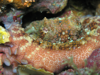 Octupus Underwater
 - Costa Rica