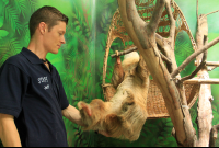 sloth sanctuary helping 
 - Costa Rica