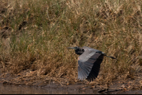 Bird Flying Over The River
 - Costa Rica