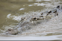 crocodile closeup 
 - Costa Rica