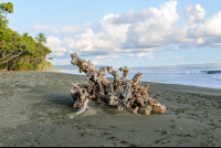 Dried Wood On La Leona Beach
 - Costa Rica