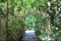 path to apartments hotel nautilius santa teresa 
 - Costa Rica