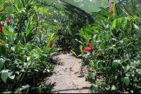 mawamba butterfly garden 
 - Costa Rica