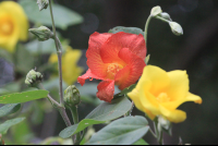 orange hibiscus
 - Costa Rica