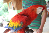 Scarlet Macaw Feather Colors on its Side
 - Costa Rica