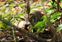 Carara National Park Coati Roaming Around
 - Costa Rica