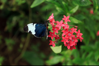 frog pond butterfly 
 - Costa Rica