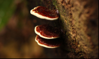 Tirimbina Flora
 - Costa Rica